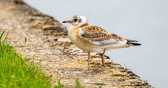 Black headed gull, Juvenile Y1