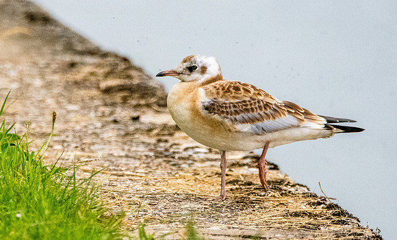 Black headed gull, Juvenile Y1