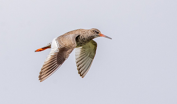 Redshank