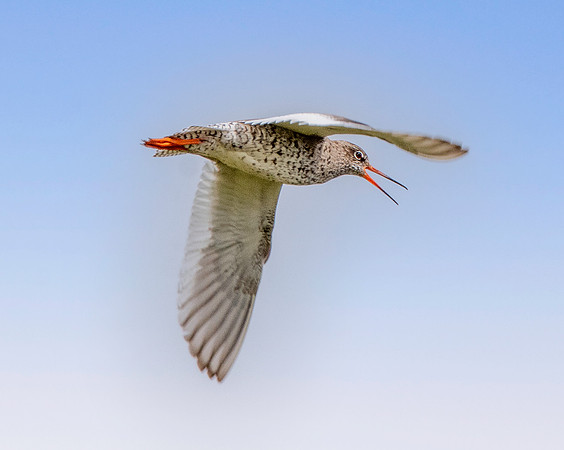 Redshank