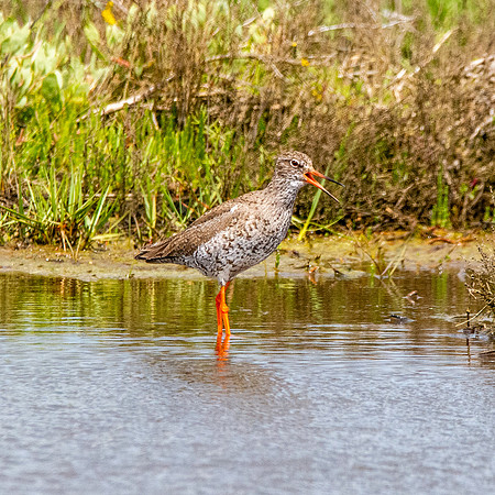 Redshank