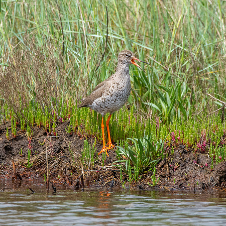 Redshank
