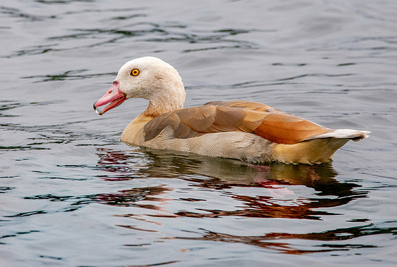 Egyptian goose, juvenile