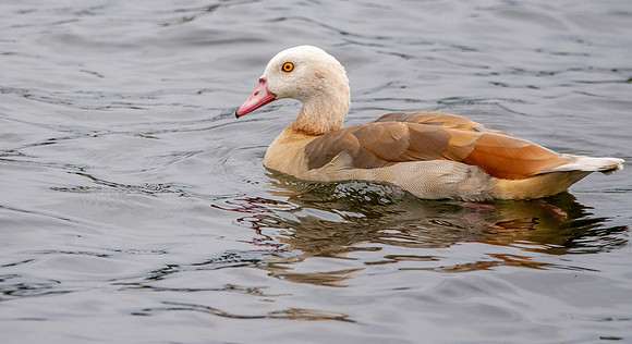 Egyptian goose, juvenile