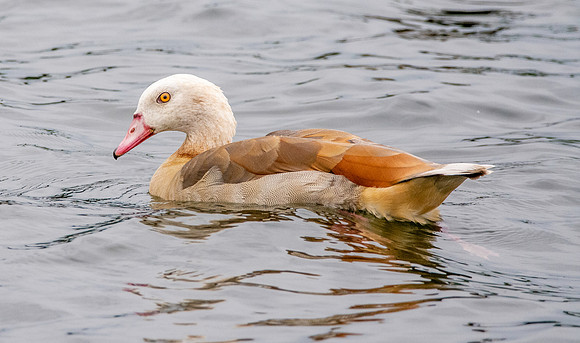 Egyptian goose, juvenile