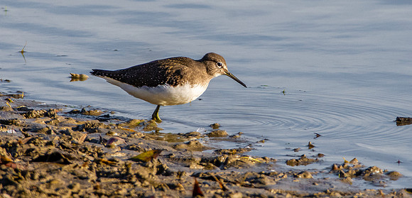 Green sandpiper