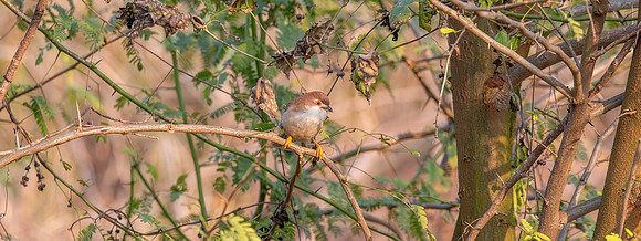 Yellow eyed babbler