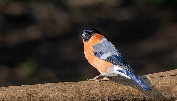 Bullfinch, male