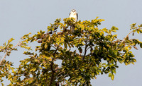 Black winged kite