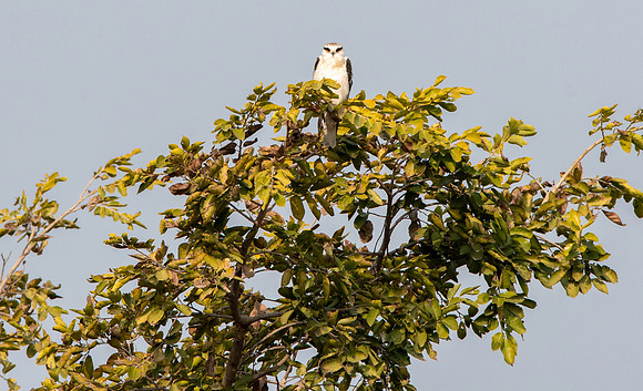 Black winged kite