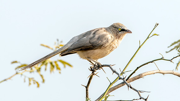Large grey babbler