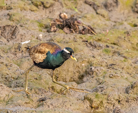 Bronze winged jacana
