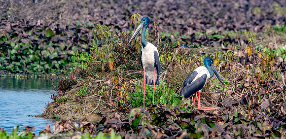 Black necked stork