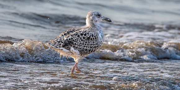 Great black backed gull, juvenile
