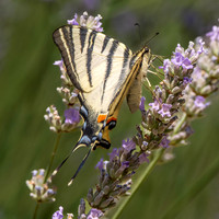 Scarce swallowtail