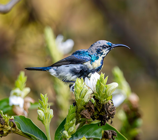 Immature Purple sunbird