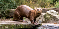 Giant river otter