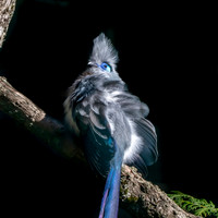 Crested coua