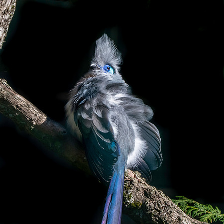 Crested coua
