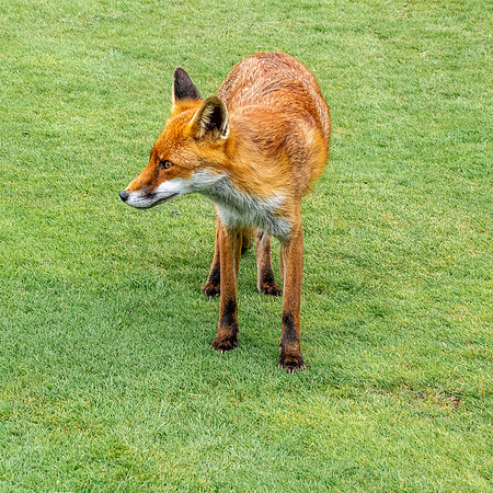 Red fox