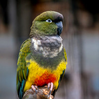 Burrowing parrot