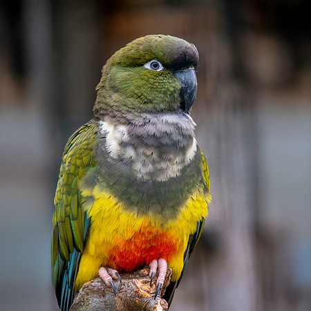 Burrowing parrot