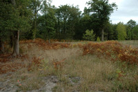 2005