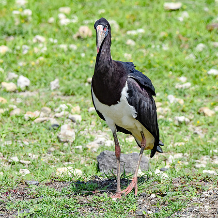 Abdim's Stork