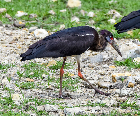 Abdim's Stork