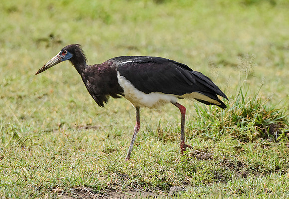 Abdim's Stork