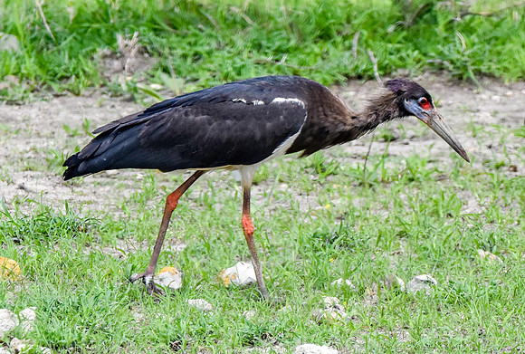 Abdim's Stork