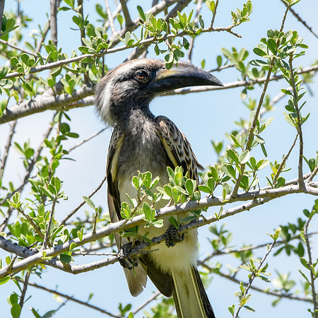 African grey hornbill