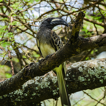 African grey hornbill