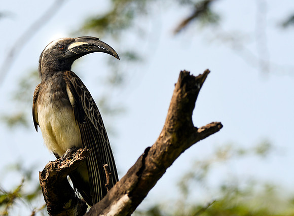 African grey hornbill