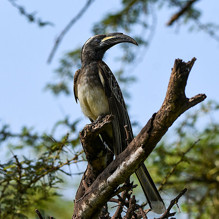 African grey hornbill