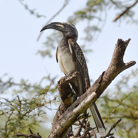 African grey hornbill