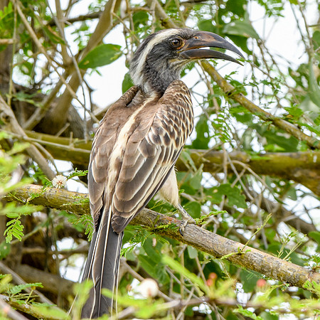 African grey hornbill