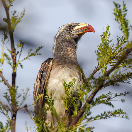 African grey hornbill