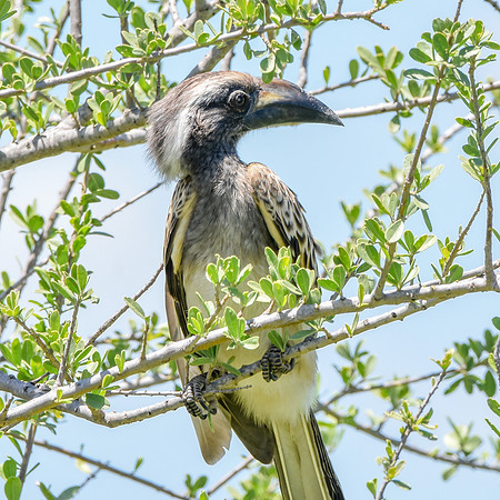 African grey hornbill