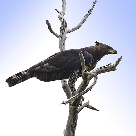 African crowned eagle