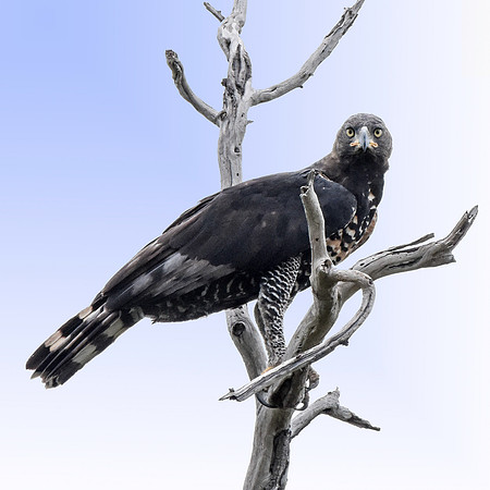 African crowned eagle
