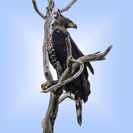 African crowned eagle