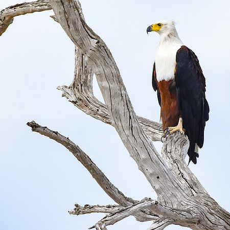 African Fish Eagle