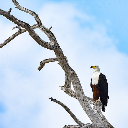 African Fish Eagle