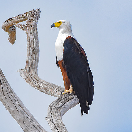 African Fish Eagle