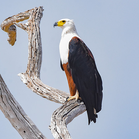 African Fish Eagle