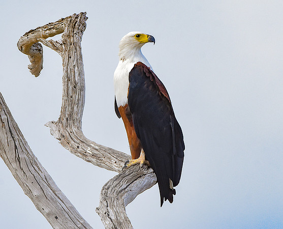 African Fish Eagle