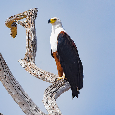 African Fish Eagle