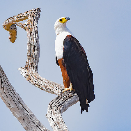 African Fish Eagle