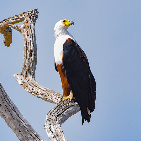 African Fish Eagle